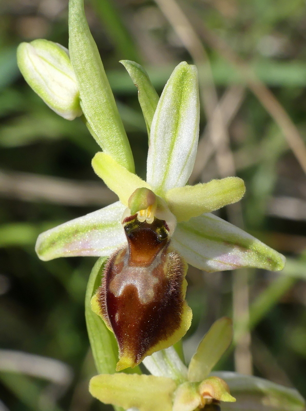 Ophrys exaltata subsp. archipelagi in Abruzzo marzo e aprile 2019